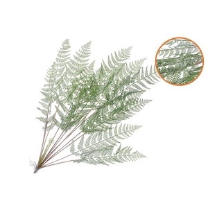 Silk Fern Cibotium Green Snowy 133cm Nm