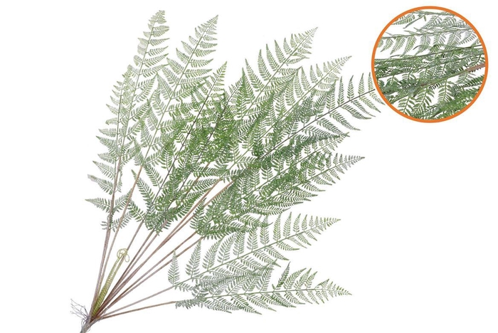 <h4>Silk Fern Cibotium Green Snowy 133cm</h4>