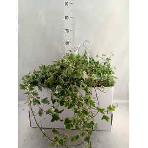 Hedera helix 'Eva'