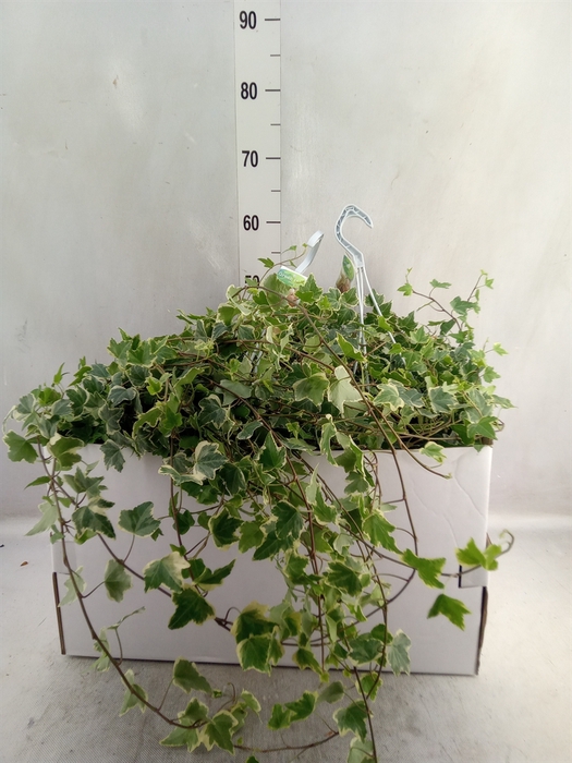 <h4>Hedera helix 'Eva'</h4>