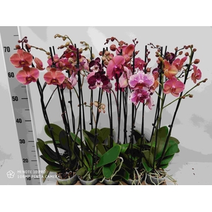 Burgundy MIX 2-tak (RIJP)