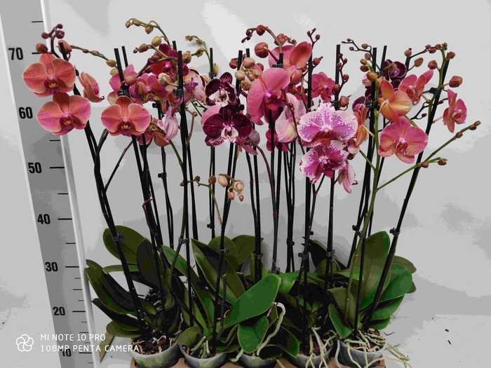 <h4>Burgundy MIX 2-tak (RIJP)</h4>