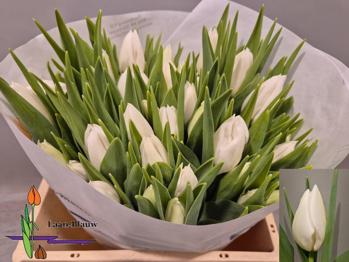 <h4>TU EN POLAR BEAR</h4>