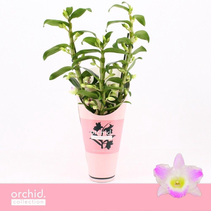 <h4>Dendrobium Nobilé, Pandora 3-spike 65+ cm 'Orchid Collection' Potcover</h4>