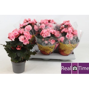 BEG DU MO 2 JOY PINK