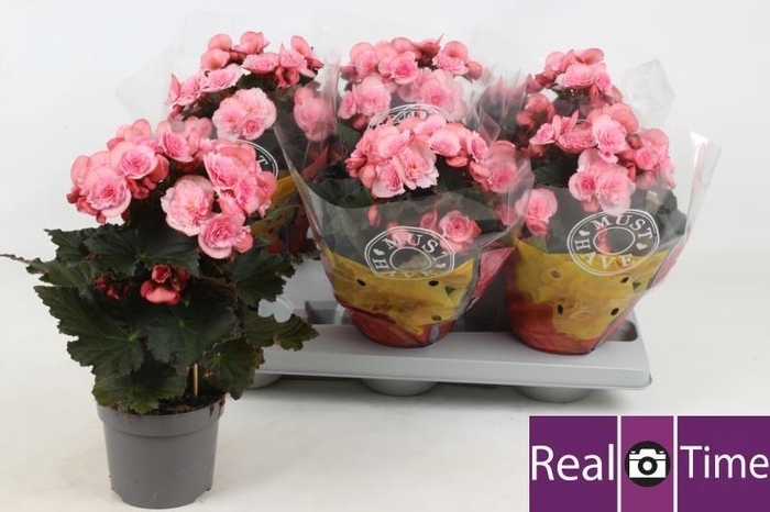 <h4>BEG DU MO 2 JOY PINK</h4>