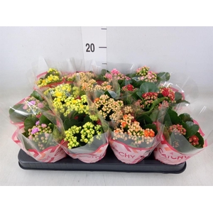 Kalanchoe blos.   ..rosebud mix  5