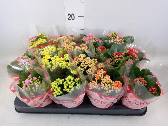 <h4>Kalanchoe blos.   ..rosebud mix  5</h4>