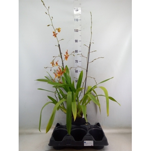 Orchideeen   ...