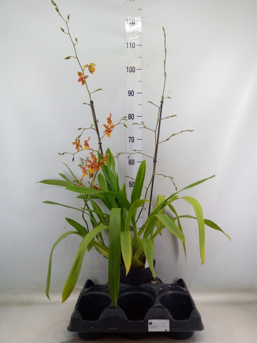 <h4>Orchideeen   ...</h4>