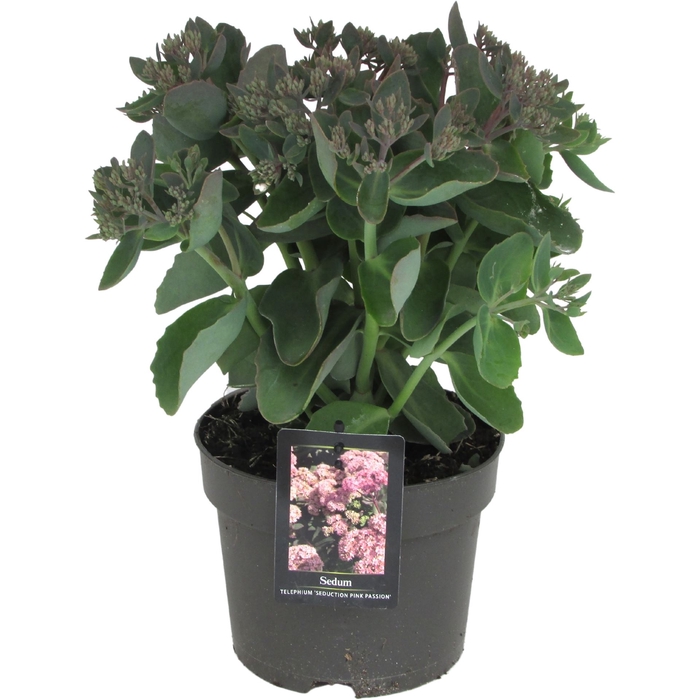 <h4>Sedum telep. 'Seduct Pink Passion'</h4>