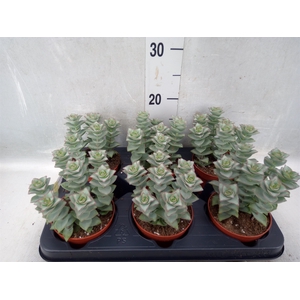 Crassula perforata 'Giant Form'