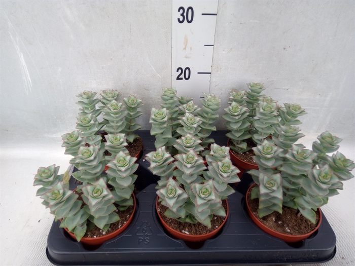 <h4>Crassula perforata 'Giant Form'</h4>