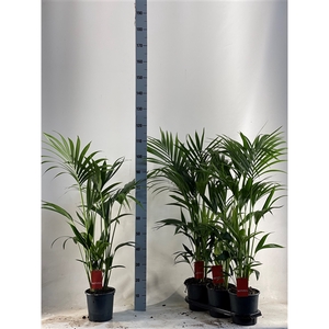 KENTIA - P19 H110 - 5PP - EcoLine (Howea forsteriana