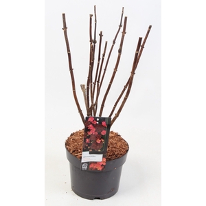 Hydrangea Serrata 'Daredevil' 17cm