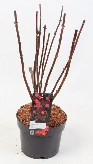 <h4>Hydrangea Serrata 'Daredevil' 17cm</h4>