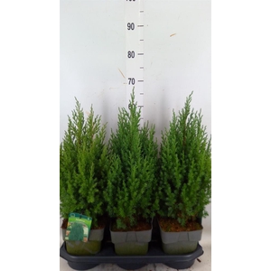 Juniperus chinensis 'Stricta'