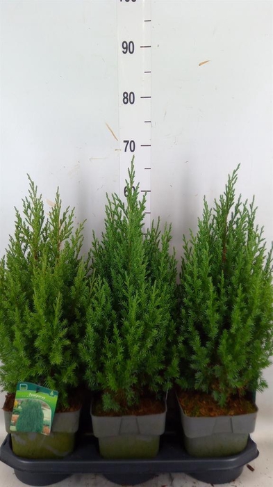 <h4>Juniperus chinensis 'Stricta'</h4>