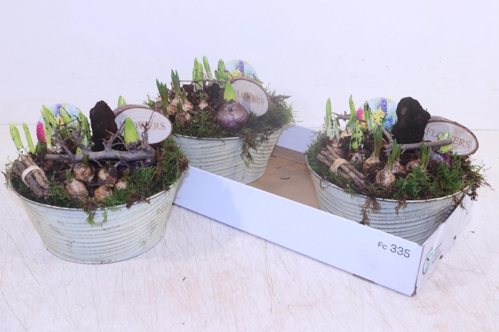 <h4>ARR BOL KNOLGEWAS</h4>