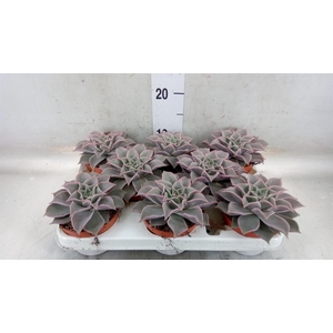 Echeveria   ...