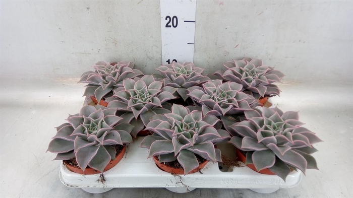 <h4>Echeveria   ...</h4>