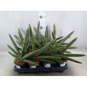 Sansevieria cyl.  ...