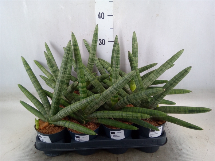 <h4>Sansevieria cyl.  ...</h4>