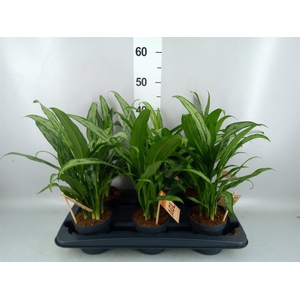 Aglaonema KB 'Cutlass'