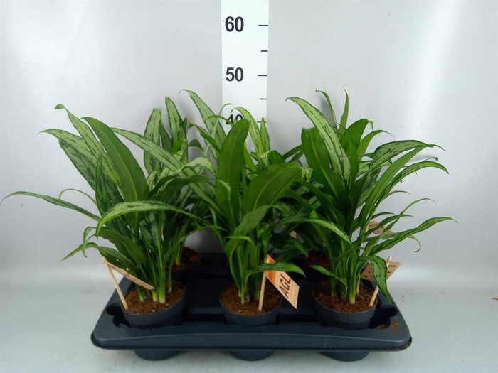<h4>Aglaonema KB 'Cutlass'</h4>