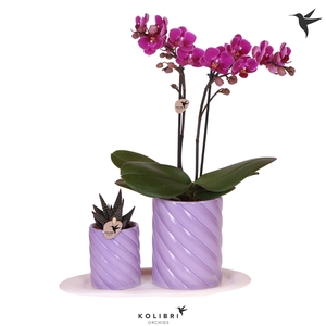 Kolibri Green up your home Gift Set small Optimism purple