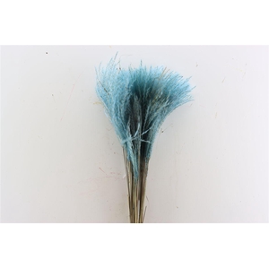Dried Stipa Feather Light Blue P Stem