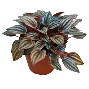 Peperomia caperata 'Lima'