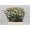 Anigozanthos Cape Gray Moss