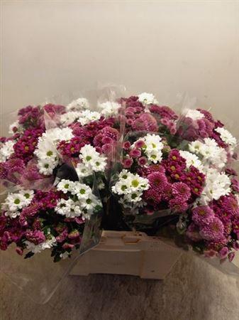 <h4>Chr San Gem In Fust</h4>