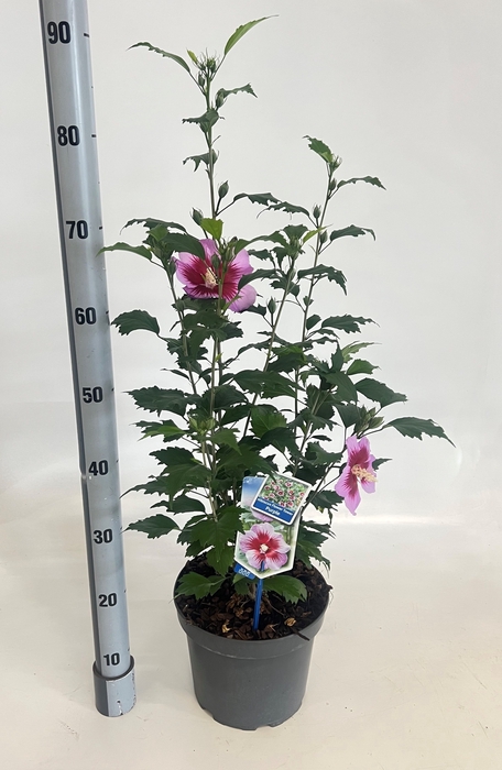 <h4>HIBISCUS SYRIACUS</h4>