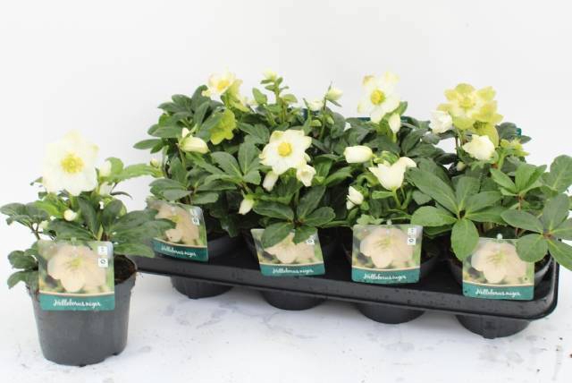 <h4>HELL NI ADVENT STAR</h4>