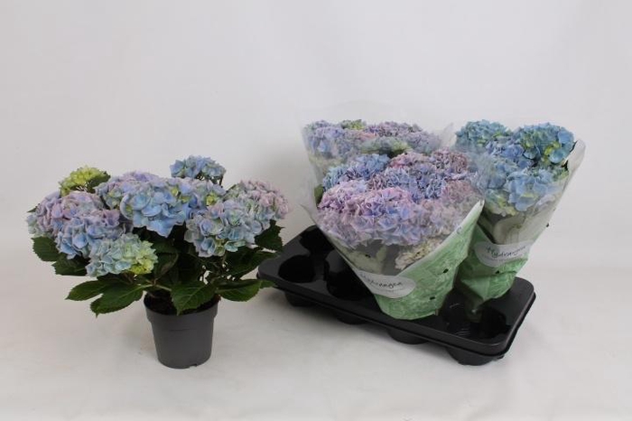 <h4>HYDR M HI RIVER</h4>