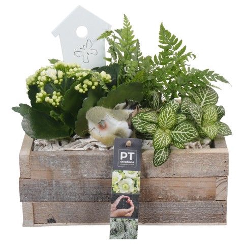 <h4>Opm Pt PTIB6551 Indoor Hout Bak</h4>