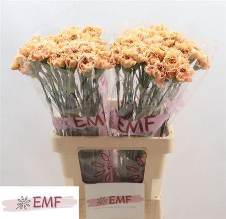 <h4>Di St Saona+</h4>