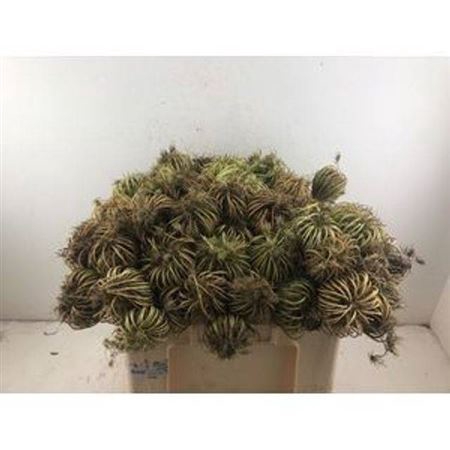 <h4>Dille Zaaddoos Naturel Small 60cm Per Tak</h4>