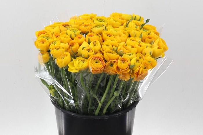 <h4>Ran El Yellow</h4>