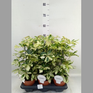 Schefflera arbor. 'Charlotte'
