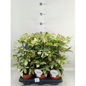 Schefflera arbor. 'Charlotte'