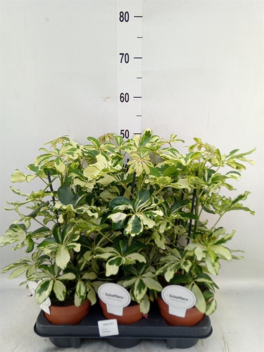<h4>Schefflera arbor. 'Charlotte'</h4>