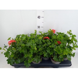 Pelargonium pelt. 'Balkon Rood'