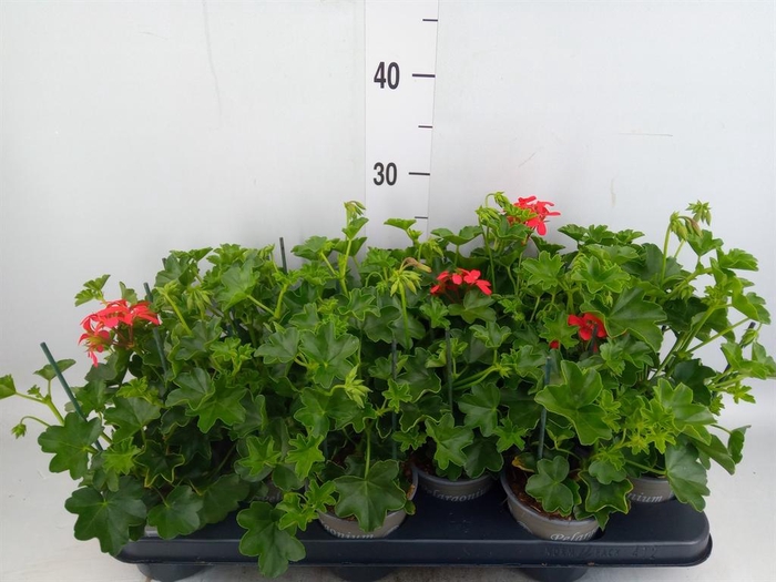 <h4>Pelargonium pelt. 'Balkon Rood'</h4>