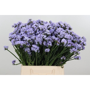 Limonium Donau Birds