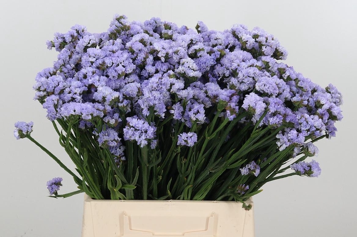 <h4>Limonium Donau Birds</h4>