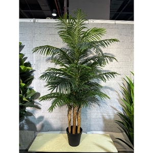 Plant Areca2 palm 180cm in pot green