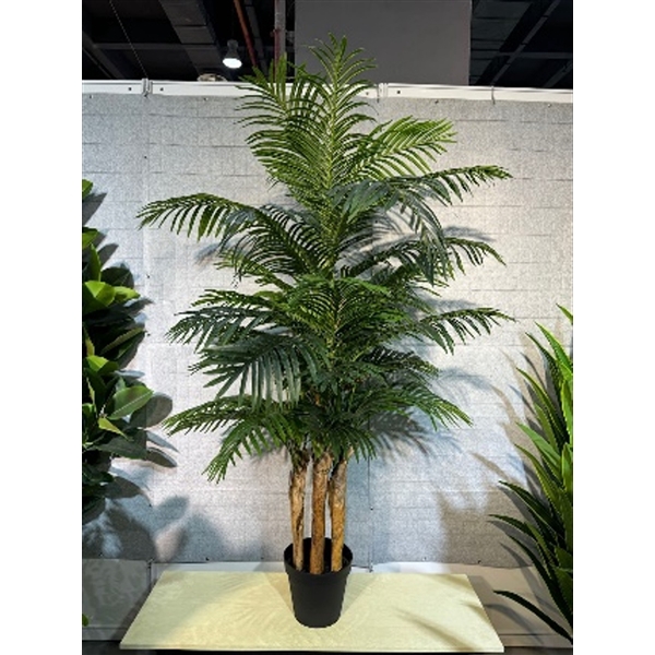 <h4>Plant Areca2 palm 180cm in pot green</h4>